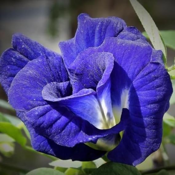 Image of Rare Blue Aparajita Live Plant with Pot | Blue Butterfly Pea Clitoria Ternatea Flower Plant | Fast Growing Medicinal Flowering Creeper for Home Garden Balcony Terrace Outdoor Decor | Pack of 1