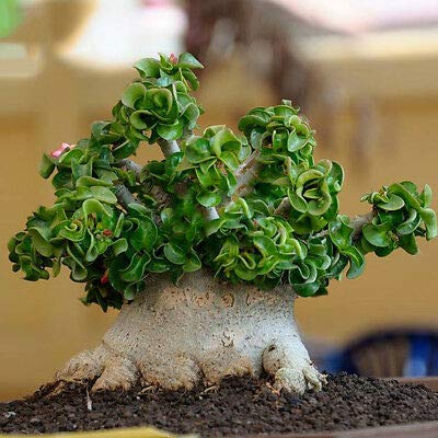 See full amazon price history chart for Plantogallery® Desert Rose Adenium PPL Exotic Imported Rare Variety Pack of 4 Seeds Plantogallery® Desert Rose Adenium PPL Exotic Imported Rare Variety Pack of 4 Seeds (B08B415M7S) Amazon Price History, Amazon Price Tracker