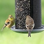 Perky-Pet Feeder de graines d'oiseaux sauvages à deux mailles - Ça tient jusqu'à 2.85 lb Graines d'oiseaux sauvages - Dual Compartiment pour les graines et le chardon - TSS00349