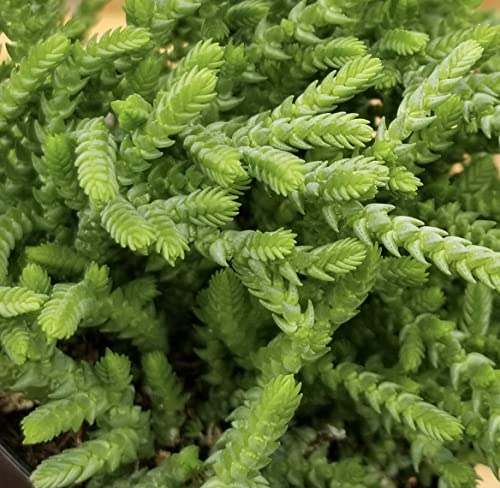 Altman Plants, 3.5" Watch Chain Crassula Live Succulent Plant Succulent Plants, Live Succulents Plants Live Indoor Plants Live Houseplants Live Indoor House Plants Indoors, Live Plants Indoor Plants #TOP3
