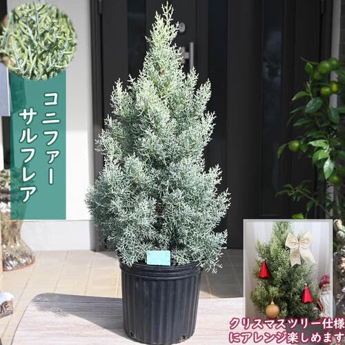 Amazon.co.jp: コニファー サルフレア 苗木 クリスマスの木 シンボル