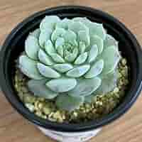 ෆ˚*感謝セールෆ˚* アメイジンググレイス 1苗 抜き苗 寄せ植え 多肉植物 ෆ˚*感謝セールෆ˚* アメイジンググレイス 1苗 抜き苗 寄せ植え