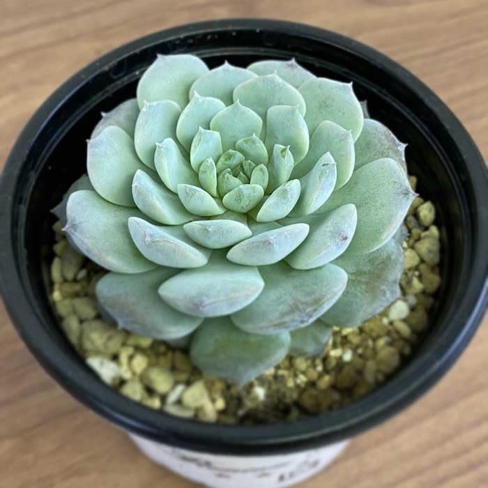 Top【選抜株】多肉植物　2562アメイジンググレイス　35個　鉢無し/脱土 Amazon｜多肉植物 エケベリア アメージンググレイス 9cm ポット