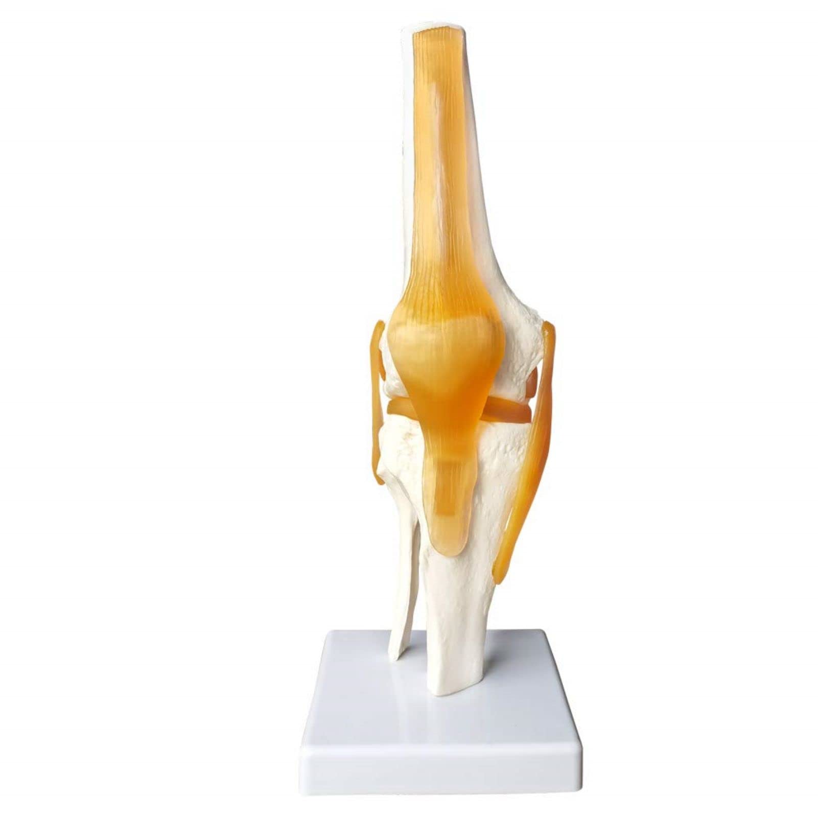 EVOTECH SCIENTIFIC Modèle de genou fonctionnel humain, avec ligament, taille réelle pour l'enseignement médical, la démonstration de clinique, outils d'apprentissage et d'affichage d'éducation