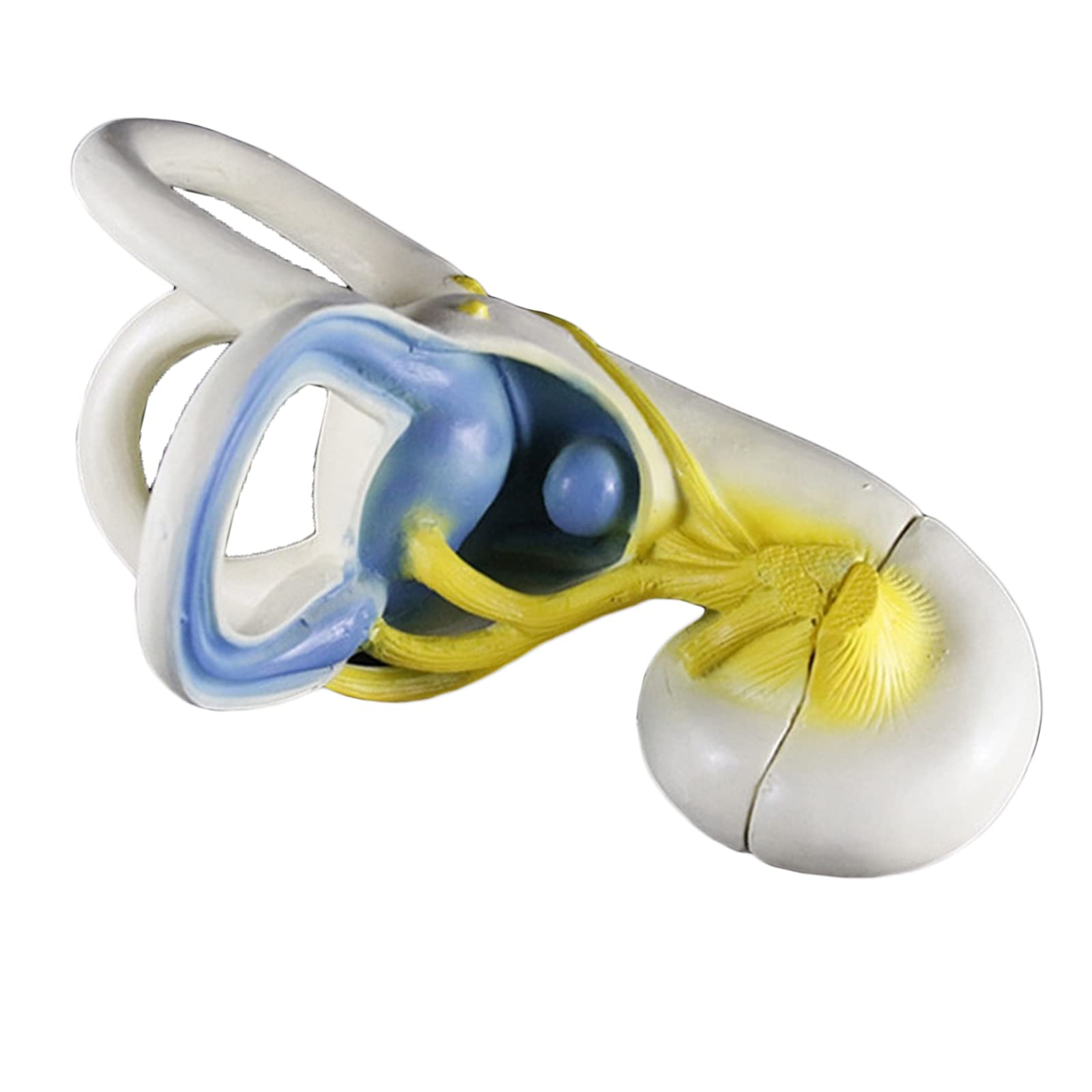 Labyrinth Inner Ear Model Inner Ear Labyrinth Christie The Orchid Room Album By Labyrinth Ear