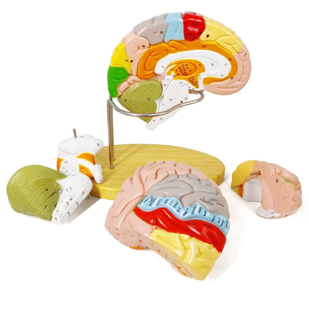 EVOTECH SCIENTIFIC 1.5X Human Brain Model (B0CN934GM5) Instruction Manual