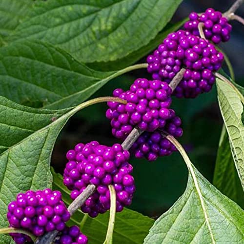 Fruit Seeds For Planting American Beautyberry Seeds 40 Pcs Non-Gmo Organic French Mulberry Callicarpa Americana Shrub Bush Tree Seed Attract Pollinators Easy Grow #TOP8