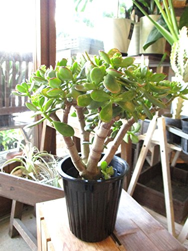 引き取り限定　超特大極太　金の成る木　成金草　マネーツリー　鉢植え Amazon｜お金のなる木 花月 成金草 5号鉢サイズ 鉢植え 薫る花