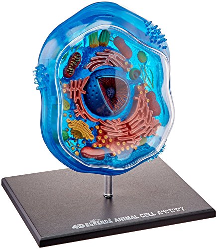 Image of Famemaster 4D-Science Animal Cell Anatomy Model Coral, Black, Mint Green, Beige, Gold, Rose Gold