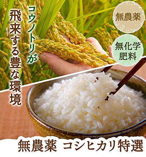減農薬　コシヒカリ　10kg　令和7年産 減農薬 コシヒカリ 10kg 令和7年産 特別栽培米 減農薬米 令和7年産