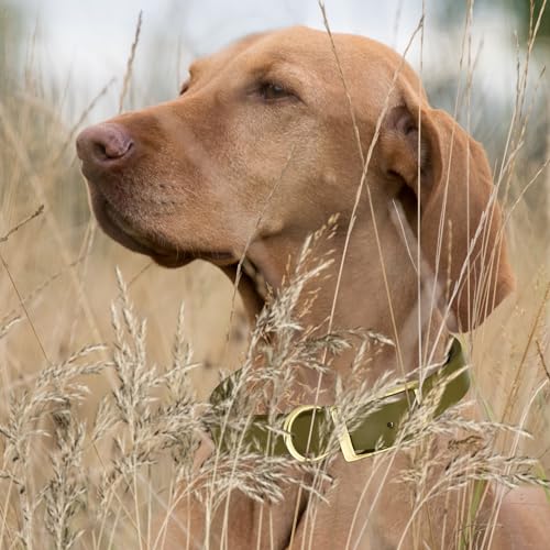 Image of Viper Biothane Heavy Duty Waterproof Dog Collar Strong Coated Nylon Webbing w /Solid Brass Hardware Odor-Proof Easy to Clean High Performance Fits Small Medium or Large Dogs, Olive Drab Green