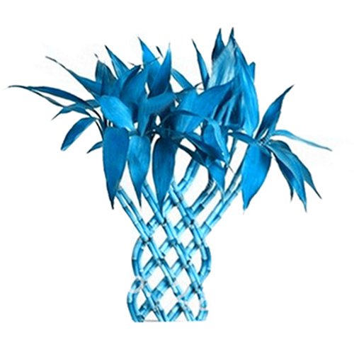 Futaba Rare Blue Bamboo Seeds - Blue Stem - 50 Pcs-image-35