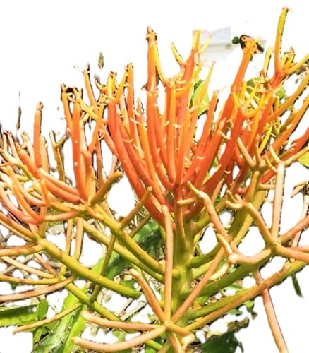 Firestick Red Pencil Plant