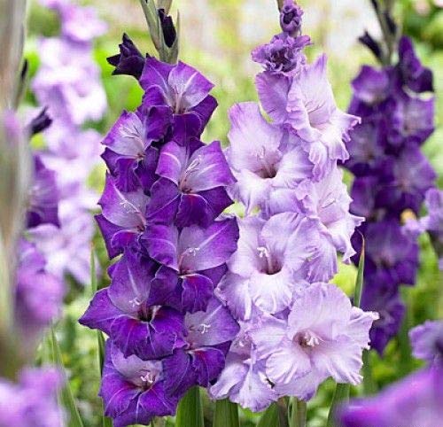 FernsFly® IMP. Sword lily Gladiolus | Gladiola | Gladioli Flower Bulbs Home Outdoor Flowering Gardening Bulbs Blooming planting (Pack of 17 Blue Moon Gladiolus)