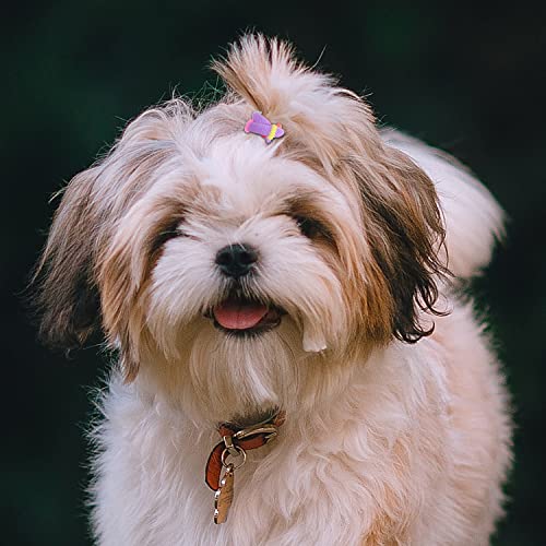 100 Pcs Colorful Puppy Rubber Bands Dog Hair Ties,Grooming Dog Hair Bows For Small Dog Girl,Super Stretch Nylon Seamless Yorkie Accessories Ponytail Holder #TOP4