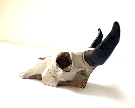 激レア実物バッファロースカルヘッド頭蓋骨