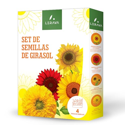 LERAVA® Semillas de Girasol (Set) - Cuatro Variedades - Crecimiento Fácil - Colores vivos y flores hermosas - Semillas girasol para plantar - Girasoles naturales