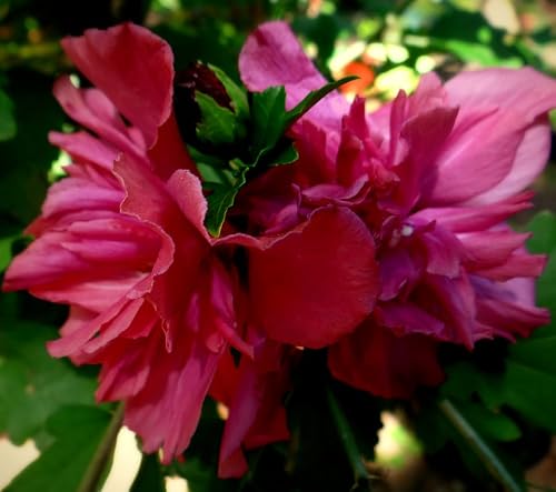 DESBEBE Double RED Althea Rose of Sharon