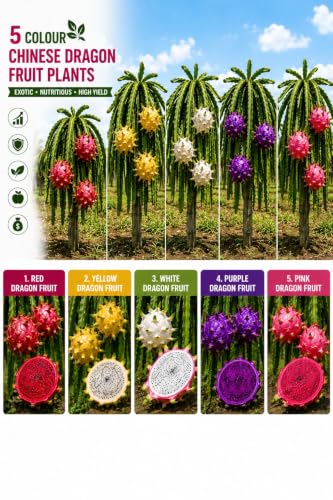 Image of Time 12 Months Hybrid Live Fruit Plant Air Layered Guti Kolom Original & Authentic Organic Tree for Outdoor Fast-Growing Fruit Plant Home Gardens Pack Of-1 (dragon fruit plant pack of-5, Medium)