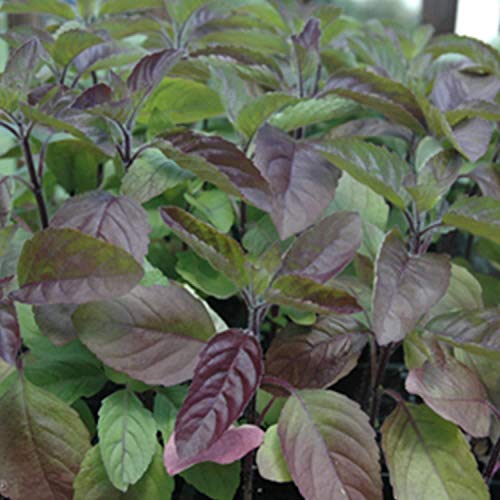 Red Holy Basil Seeds - Krishna Tulsi - Ocimum Sanctum - 200+ Seeds!