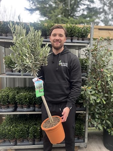 Olive Tree 100-110cm | 1 Potted Patio Hardy Tree | Olea Europea