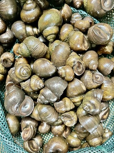 Japanese Trapdoor Snails, 50-Lot