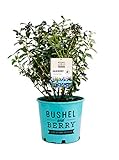 Premier Plant Solutions 20658 Blueberry (Vaccinium) Perpetua, 19cm