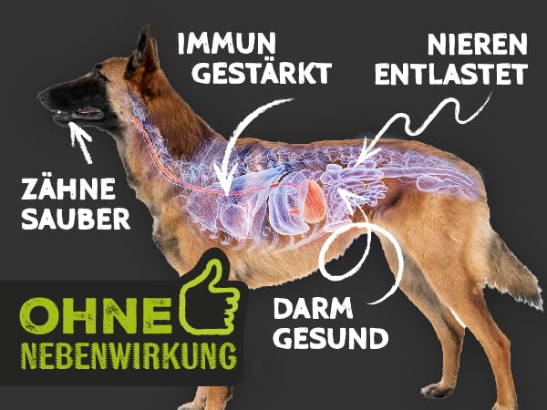 QCHEFS ZahnputzKOHLE für Hunde Pulver für Zahnpflege und Darmgesundheit zugleich bei Erbrechen, Blähungen und Durchfall