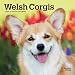 Welsh Corgis 2020 7 x 7 Inch Monthly Mini Wall Calendar, Animals Dog Breeds