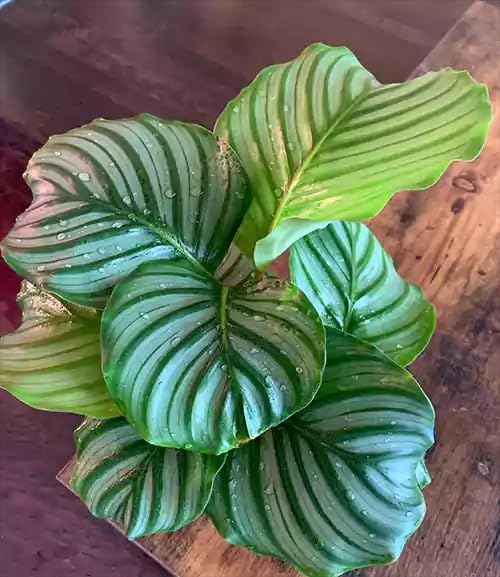 See full amazon price history chart for Mphmi Seedless Plant Indoor Plants Calathea Orbifolia | Prayer Plant Mphmi Seedless Plant Indoor Plants Calathea Orbifolia | Prayer Plant (B0CVVQ9WT2) Amazon Price History, Amazon Price Tracker