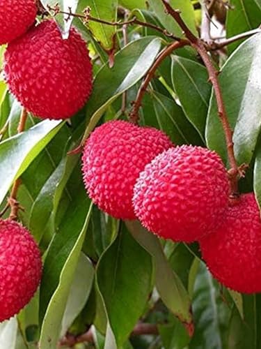 Image of All Time Tezpur Litchi Plant Tropical Rare Exotic Dwarf Air Layered Lychee Tree (height 1-2 Feet) Litchi Plant Hybrid All Seasons Live Fruit Plant For Home Garden