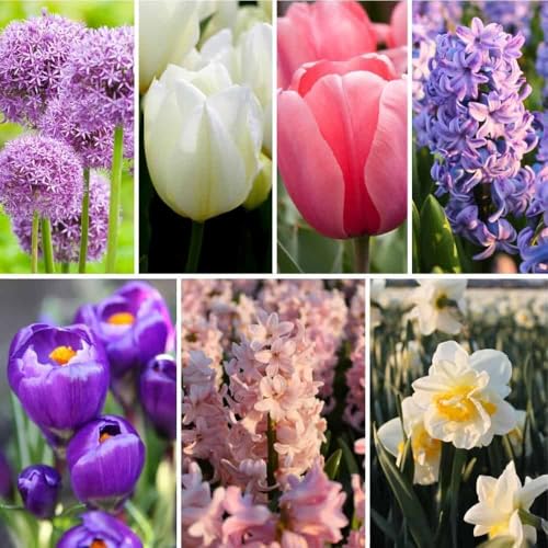 Mélange de bulbes à fleurs All Spring Mix - 100 bulbes à fleurs - crocus | jonquilles | jacinthes | tulipes | alliums - mélange violet | rose | blanc | jaune - longue période de floraison | floraison