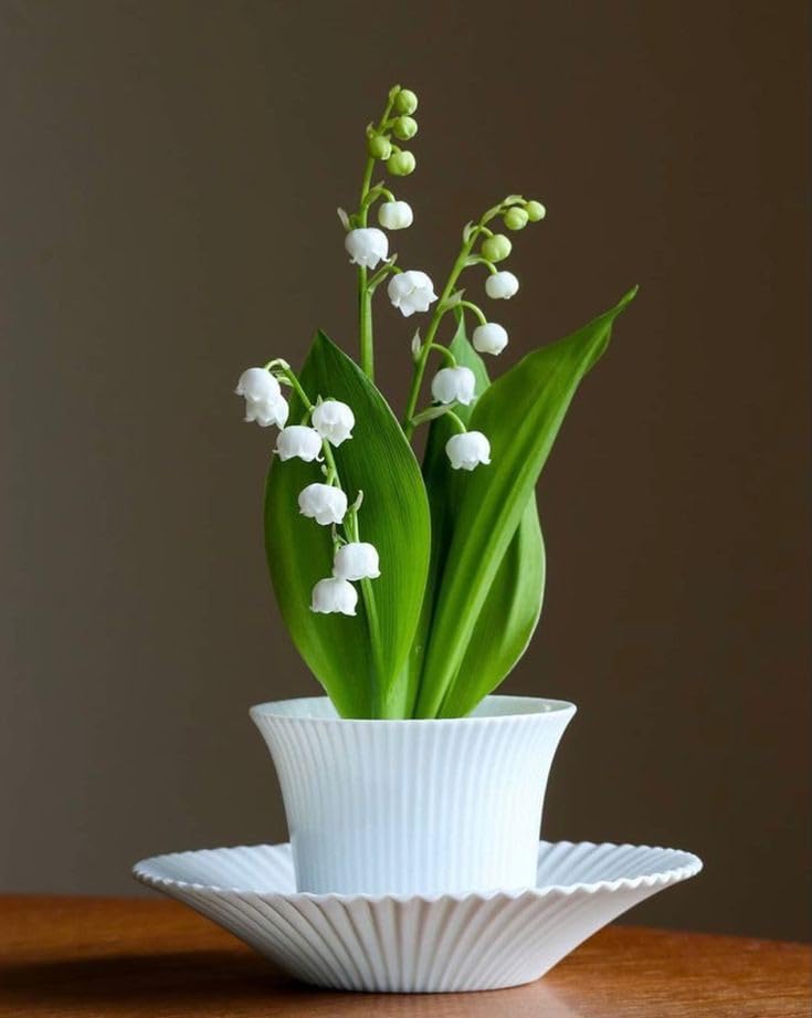 Oakwood Farms ® Lily of the Valley flower seeds for Home Gardening pack 30 to 40 seeds (WHITE WITH GREEN) (B0CZRW8RGT) Amazon Price History, Amazon Price Tracker