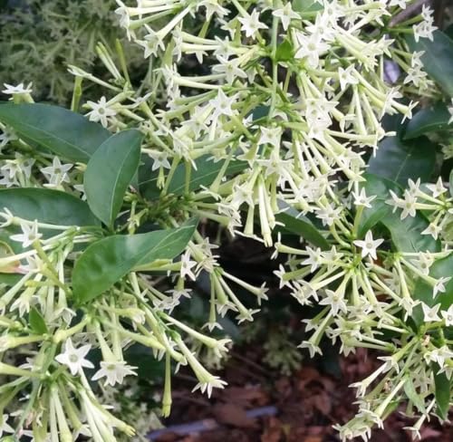 Raat ki Rani Live Plant with Pot | Night Blooming Jasmine Flower ...