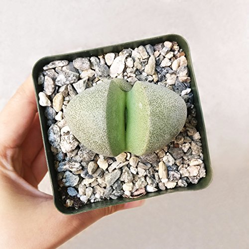 Pleiospilos Nelii Split Rock Succulent | Green Living Rock Cleft Stone | Unique Succulent Gifts(4 Inch) #TOP5