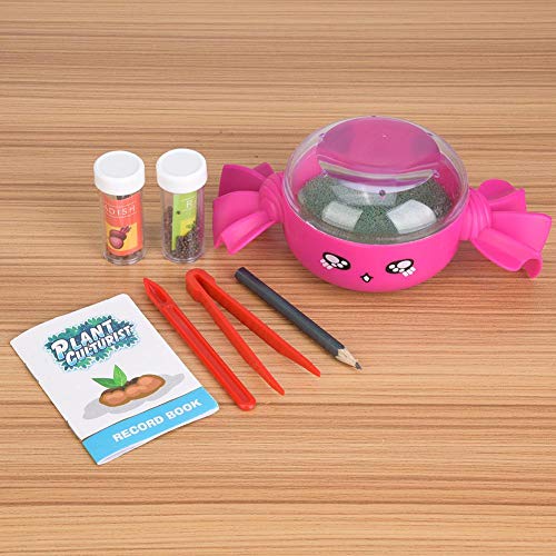 Kit de jardim de sementes não tóxico, prato de cultivo de sementes, amigos simples para casa