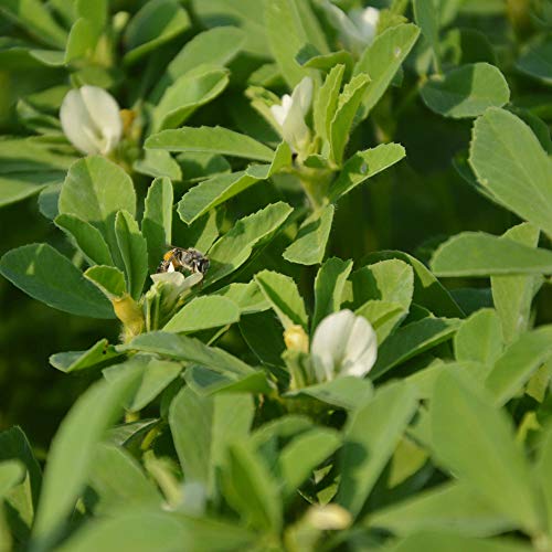 Outsidepride Fenugreek Herb Garden Plant For Cooking, Has Rich Scented, Cream Yellow Pea-Like Flowers - 1000 Seeds #TOP3