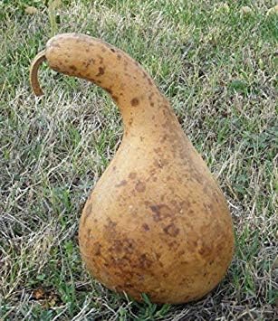 Germination Seeds: b - 5.0 Grams (~25) : Purple Martin Birdhouse Gourd Seed - Bird House Gourds Natural Seeds (2g to 25g)