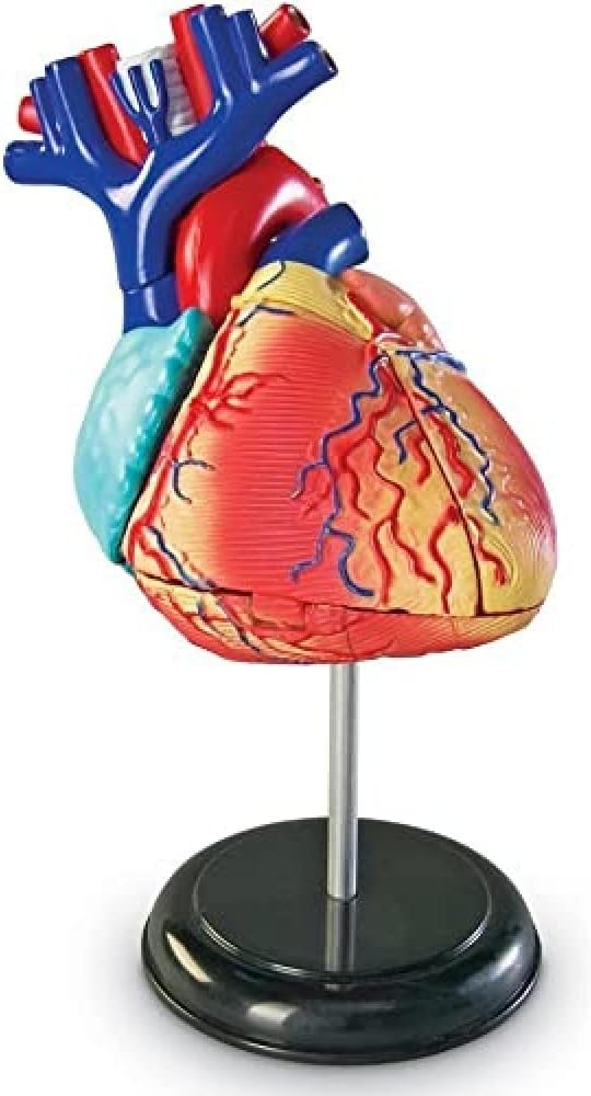 Learning Resources Human Heart Model, Anatomy and Science Classroom Must Haves, Body Model, STEM Study Tools, Back to School Kits, Homeschool Gifts for Students