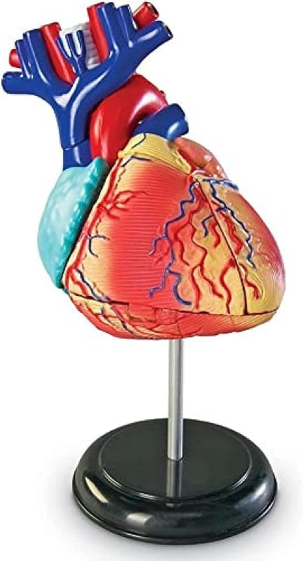 Modelo de corazón humano de Learning Resources | Imprescindibles para el aula de anatomía y ciencias, modelo corporal, herramientas de estudio STEM, kits de regreso a clases