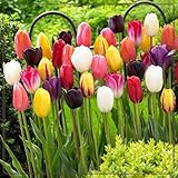Tulpen mix,Winterharte Mehrj&auml;hrig,tulpen kaufen,Versch&ouml;nern die umwelt,Heimdekoration,Gartensch&auml;tze,Starke Anpassungsf&auml;higkeit.-5rhizome-H