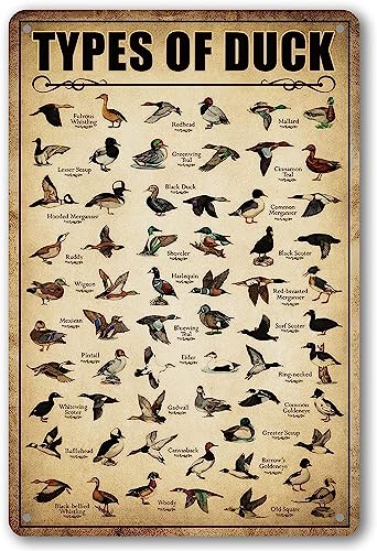 Type Of Duck Tin Sign Duck Hunting Decor Mallard Ducks Knowledge Metal Signs Vintage Duck Hunting Decorations For Home Kitchen Bathroom Duck Wall Art Decor Poster 8 x 12 Inch