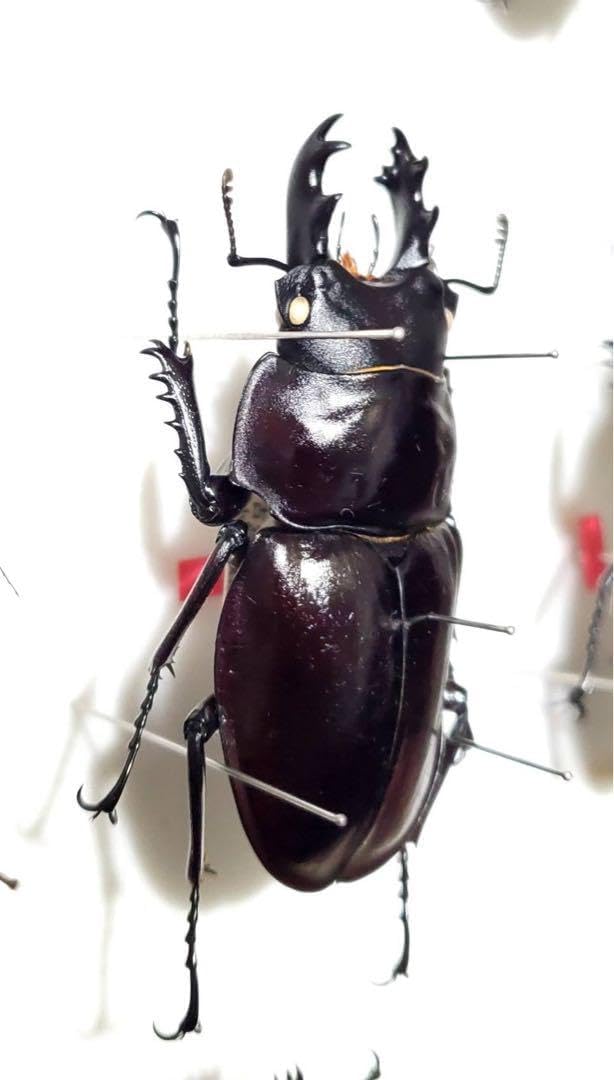 ヤエヤママルバネ 野外品 約60ミリ 西表島産 ヤエヤママルバネ 野外品 約60ミリ 西表島産 <0622z昆虫標本