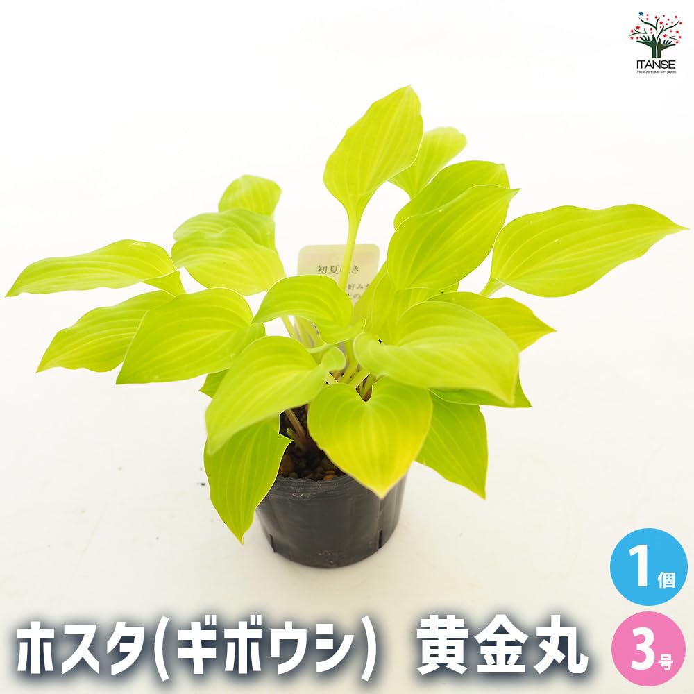 宿根草大株セット！ ホスタ・ニシキシダ・京鹿の子 5ポット 苗 ホスタ」の人気商品一覧 | 安い商品を通販サイトから探す