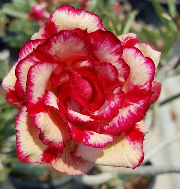 PYANABI Adenium Desert Rose Flower Plant hybrid multi color tree -L10 (B0BRMTQ9RG) Amazon Price History, Amazon Price Tracker