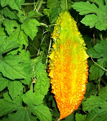 Vaacnee 15Pcs Chinese Bitter Melon Gourd Seeds Momordica Charantia Heirloom Vegetable #TOP2