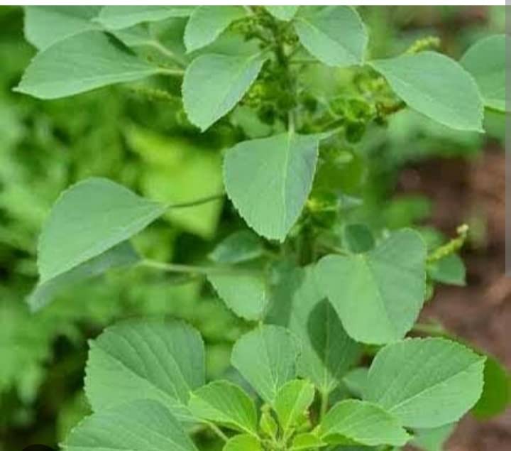Indian Copperleaf Indian acalypha Kupi Kuppai-meni Kuppameni Harita-manjari Kuppi Kuppugida Mukta jhuri Sbeta Basanta Vanchi kanto Dadano Acalypha indica Living Plant - 5 Nos (B0C37FMZCF) Amazon Price History, Amazon Price Tracker