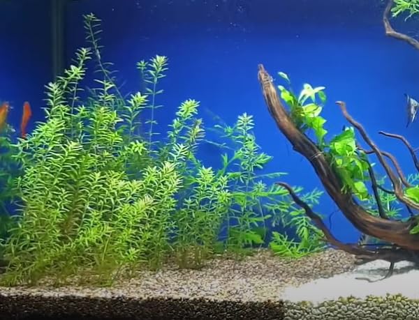 Aquarium Live Plants Cabomba (Cabomba carolinia) Stem 17 (B0CRJTN33T) Amazon Price History, Amazon Price Tracker