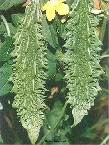 Delicathorn Heirloom Bitter Melon Seeds by Stonysoil Seed Company Delicious as Well as Beneficial for Diabetes