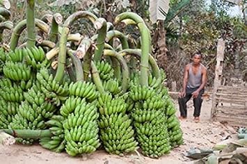 India Meghalaya Bajengdoba Bananas and the man who picked them Poster Print by Brent Bergherm 19 x 28